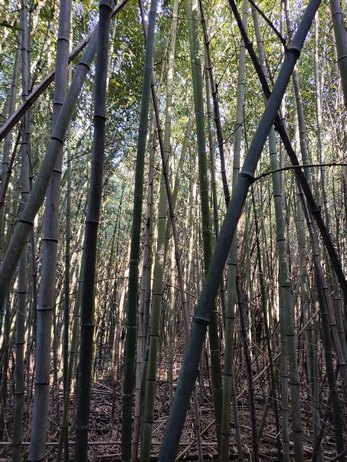 Originalaufnahme aus dem Shakuhachi-Archiv