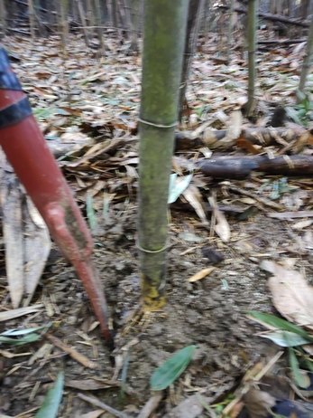 Originalaufnahme aus dem Shakuhachi-Archiv