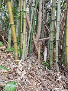 Originalaufnahme aus dem Shakuhachi-Archiv