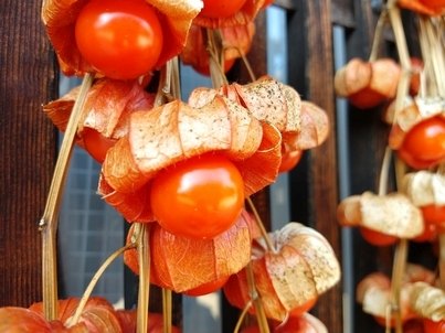 Originalaufnahme aus dem Shakuhachi-Archiv
