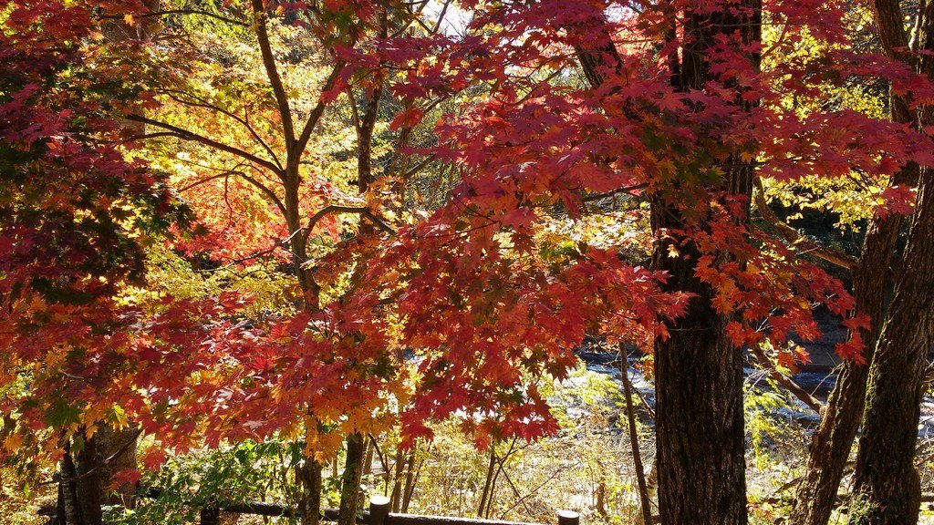 Herbstlicht in Japan