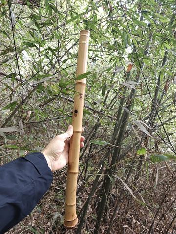 Archivbild 3 aus dem Shakuhachi-Bestand