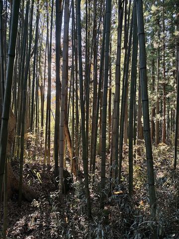 Archivbild 4 aus dem Shakuhachi-Bestand