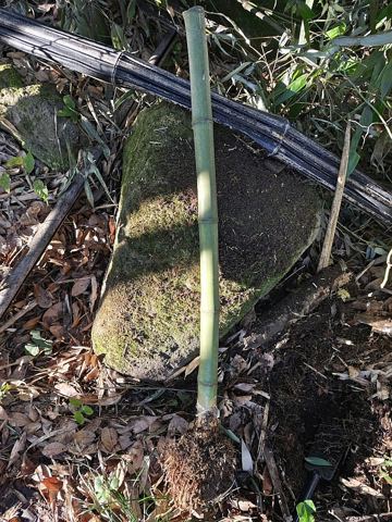 Archivbild 9 aus dem Shakuhachi-Bestand