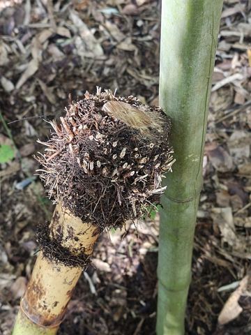Archivbild 10 aus dem Shakuhachi-Bestand