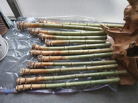 Archivbild 12 aus dem Shakuhachi-Bestand