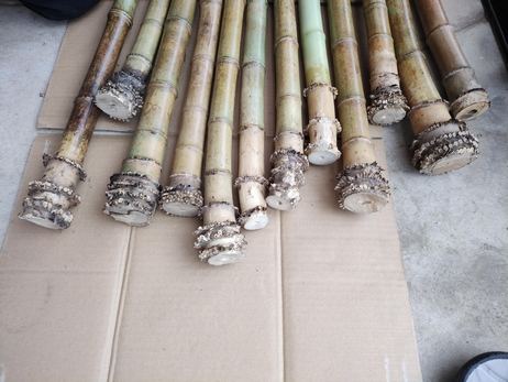 Archivbild 22 aus dem Shakuhachi-Bestand