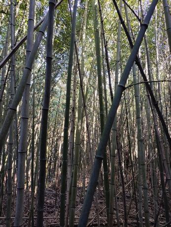 Archivbild 23 aus dem Shakuhachi-Bestand