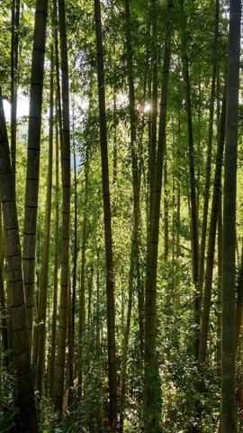 Archivbild 186 aus dem Shakuhachi-Bestand