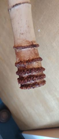 Archivbild 276 aus dem Shakuhachi-Bestand
