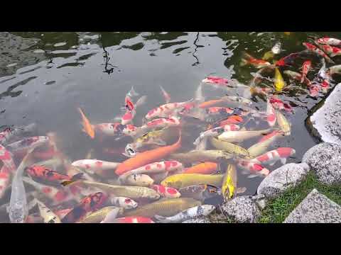 Vorschaubild: Am Koiteich in Shinagawa