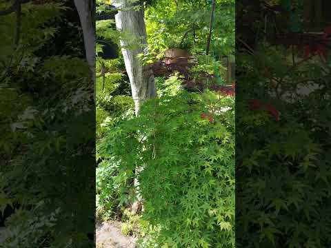 Vorschaubild: Kōzenin · Im Ahorngarten · Teil 7
