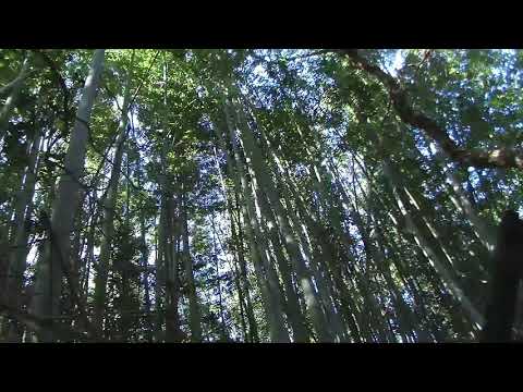 Vorschaubild: Im Bambushain · Agui, Japan