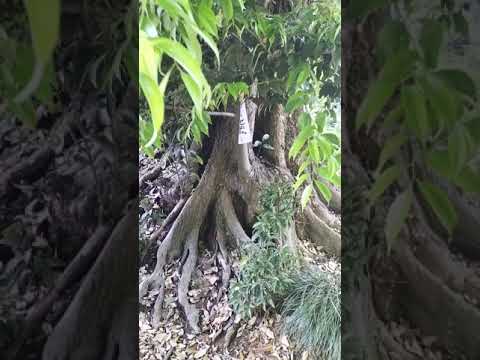 Vorschaubild: Kōzenin · Der Buddha im Baum · Teil 2